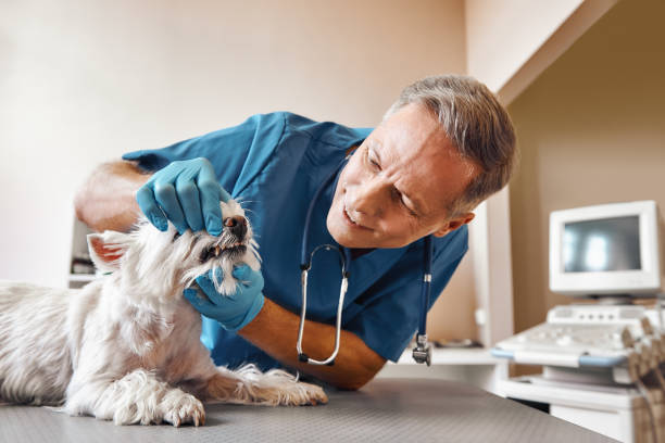 Best 24-Hour Emergency Dentist in East Stroudsburg, PA
